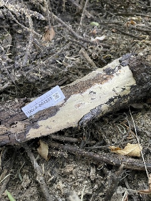 (Crustodontia - HAY-F-004333)  @11 [ ] by-nc (2023) Jaren Hockert Fungal Diversity Survey