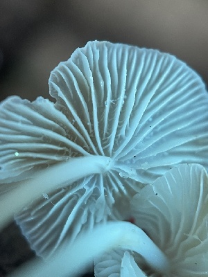  (Hemimycena sp. CA01 - HAY-F-004237)  @11 [ ] by-nc (2023) Jaren Hockert Fungal Diversity Survey