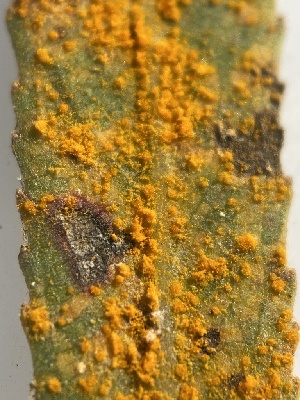  ( - HAY-F-004232)  @11 [ ] by-nc (2023) Jaren Hockert Fungal Diversity Survey