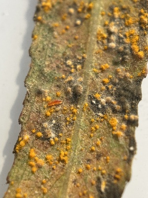  ( - HAY-F-004232)  @11 [ ] by-nc (2023) Jaren Hockert Fungal Diversity Survey