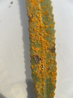  ( - HAY-F-004232)  @11 [ ] by-nc (2023) Jaren Hockert Fungal Diversity Survey