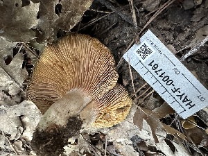  ( - HAY-F-001761)  @11 [ ] by-nc (2023) Bat Vardeh Fungal Diversity Survey