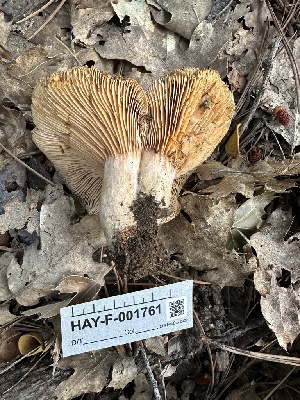  ( - HAY-F-001761)  @11 [ ] by-nc (2023) Bat Vardeh Fungal Diversity Survey