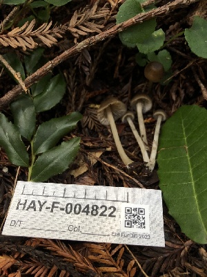  ( - HAY-F-004822)  @11 [ ] by-nc (2023) Dean Lyons Fungal Diversity Survey