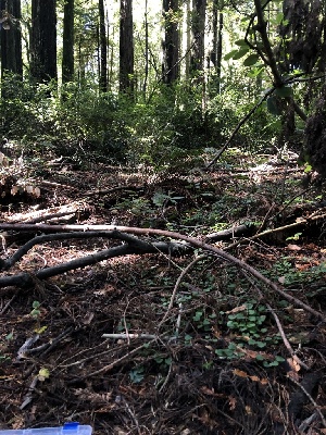  ( - HAY-F-004822)  @11 [ ] by-nc (2023) Dean Lyons Fungal Diversity Survey