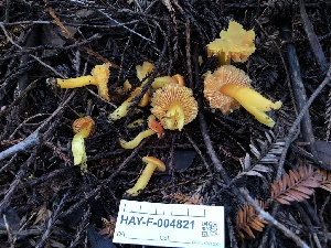  (Hygrocybe sp. CA03 - HAY-F-004821)  @11 [ ] by-nc (2023) Dean Lyons Fungal Diversity Survey