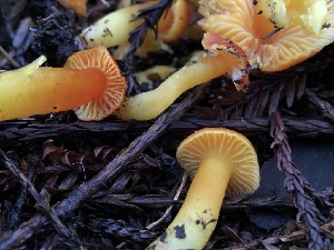  ( - HAY-F-004821)  @11 [ ] by-nc (2023) Dean Lyons Fungal Diversity Survey