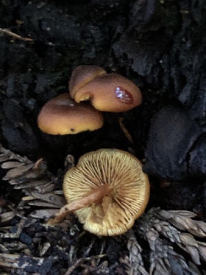  (Hymenogastraceae - HAY-F-004782)  @11 [ ] by-nc (2023) Dean Lyons Fungal Diversity Survey
