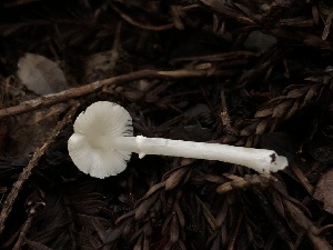  ( - HAY-F-004781)  @11 [ ] by-nc (2023) Dean Lyons Fungal Diversity Survey