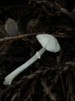  ( - HAY-F-004781)  @11 [ ] by-nc (2023) Dean Lyons Fungal Diversity Survey