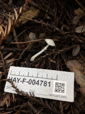  (Leucoagaricus sp. PNW06 - HAY-F-004781)  @11 [ ] by-nc (2023) Dean Lyons Fungal Diversity Survey