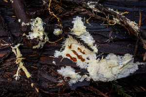  (Phanerochaete sp. CA03 - HAY-F-004825)  @11 [ ] by-nc (2023) Dean Lyons Fungal Diversity Survey