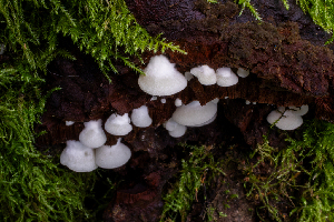  ( - HAY-F-004771)  @11 [ ] by-nc (2023) Dean Lyons Fungal Diversity Survey