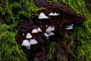  ( - HAY-F-004771)  @11 [ ] by-nc (2023) Dean Lyons Fungal Diversity Survey