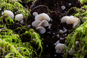  ( - HAY-F-004771)  @11 [ ] by-nc (2023) Dean Lyons Fungal Diversity Survey