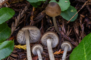  ( - HAY-F-004822)  @11 [ ] by-nc (2023) Dean Lyons Fungal Diversity Survey