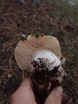  ( - HAY-F-003481)  @11 [ ] by-nc (2023) Sadie Hickey Fungal Diversity Survey