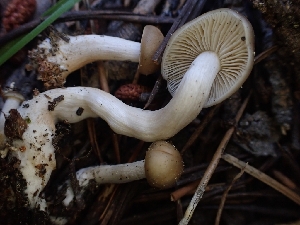  ( - HAY-F-003808)  @11 [ ] by-nc (2023) Sadie Hickey Fungal Diversity Survey