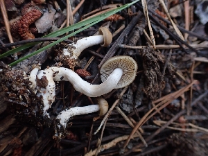  ( - HAY-F-003808)  @11 [ ] by-nc (2023) Sadie Hickey Fungal Diversity Survey