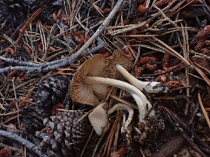  ( - HAY-F-003787)  @11 [ ] by-nc (2023) Sadie Hickey Fungal Diversity Survey