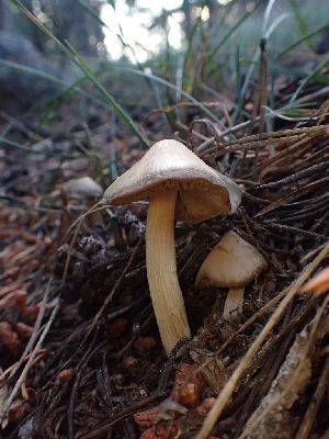  ( - HAY-F-003787)  @11 [ ] by-nc (2023) Sadie Hickey Fungal Diversity Survey