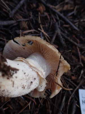  ( - HAY-F-003490)  @11 [ ] by-nc (2023) Sadie Hickey Fungal Diversity Survey