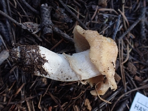  ( - HAY-F-003490)  @11 [ ] by-nc (2023) Sadie Hickey Fungal Diversity Survey