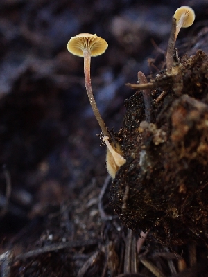  ( - HAY-F-003489)  @11 [ ] by-nc (2023) Sadie Hickey Fungal Diversity Survey