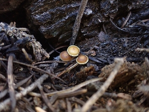  ( - HAY-F-003489)  @11 [ ] by-nc (2023) Sadie Hickey Fungal Diversity Survey