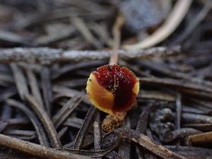  ( - HAY-F-003489)  @11 [ ] by-nc (2023) Sadie Hickey Fungal Diversity Survey