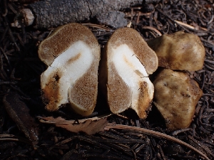  (Cortinarius pinguis - HAY-F-003378)  @11 [ ] by-nc (2023) Sadie Hickey Fungal Diversity Survey