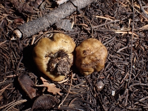  ( - HAY-F-003378)  @11 [ ] by-nc (2023) Sadie Hickey Fungal Diversity Survey