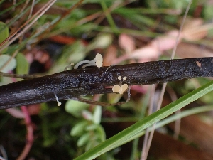  (Hymenoscyphus sp. CA07 - HAY-F-003523)  @11 [ ] by-nc (2023) Sadie Hickey Fungal Diversity Survey