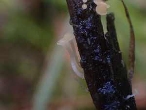  ( - HAY-F-003523)  @11 [ ] by-nc (2023) Sadie Hickey Fungal Diversity Survey