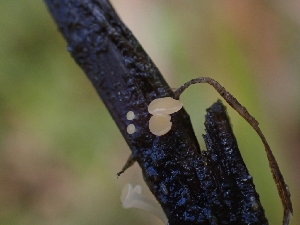  ( - HAY-F-003523)  @11 [ ] by-nc (2023) Sadie Hickey Fungal Diversity Survey