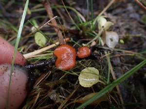  ( - HAY-F-003524)  @11 [ ] by-nc (2023) Sadie Hickey Fungal Diversity Survey