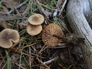  (Alnicola sp. escharoides-PNW01 - HAY-F-003372)  @11 [ ] by-nc (2023) Sadie Hickey Fungal Diversity Survey