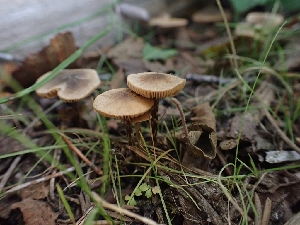  ( - HAY-F-003372)  @11 [ ] by-nc (2023) Sadie Hickey Fungal Diversity Survey