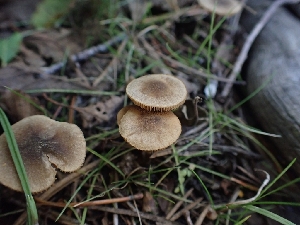  ( - HAY-F-003372)  @11 [ ] by-nc (2023) Sadie Hickey Fungal Diversity Survey