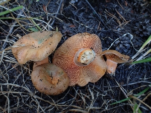  (Lactarius - HAY-F-003386)  @11 [ ] by-nc (2023) Sadie Hickey Fungal Diversity Survey