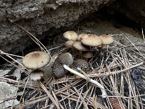  (Psathyrella sp. CA04 - LA-F-000107)  @11 [ ] c (2023) Rudy Diaz Fungal Diversity Survey
