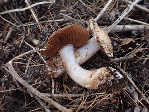  ( - HAY-F-003382)  @11 [ ] by-nc (2023) Sadie Hickey Fungal Diversity Survey