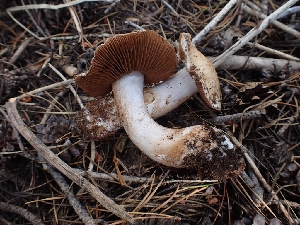  ( - HAY-F-003382)  @11 [ ] by-nc (2023) Sadie Hickey Fungal Diversity Survey