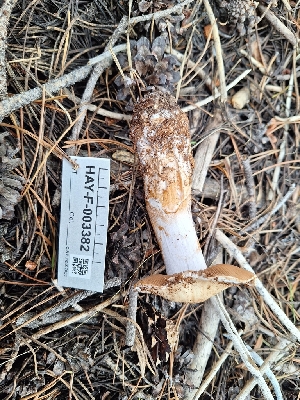  ( - HAY-F-003382)  @11 [ ] by-nc (2023) Sadie Hickey Fungal Diversity Survey