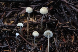  ( - HAY-F-004716)  @11 [ ] by-nc (2023) Taye Bright Fungal Diversity Survey