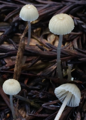  ( - HAY-F-004716)  @11 [ ] by-nc (2023) Taye Bright Fungal Diversity Survey