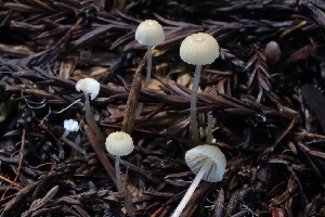  ( - HAY-F-004716)  @11 [ ] by-nc (2023) Taye Bright Fungal Diversity Survey