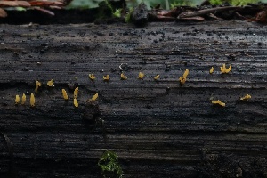  ( - HAY-F-004717)  @11 [ ] by-nc (2023) Taye Bright Fungal Diversity Survey