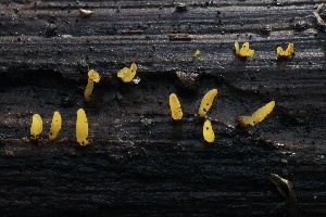  ( - HAY-F-004717)  @11 [ ] by-nc (2023) Taye Bright Fungal Diversity Survey