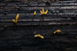  ( - HAY-F-004717)  @11 [ ] by-nc (2023) Taye Bright Fungal Diversity Survey